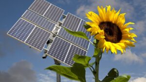 Sonnenblume und Solarpanel