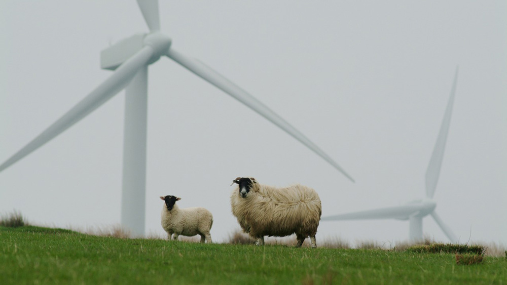 Fell im Wind
Woher der Wind weht, erfahren Tiere am eigenen  Leib. Für die Betreiber von Windkraftanlagen braucht es genauere Messmethoden.